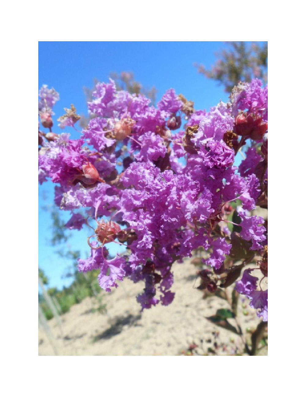 LAGERSTROEMIA TERRE CHINOISE