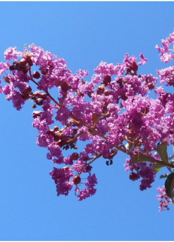 LAGERSTROEMIA TERRE CHINOISE