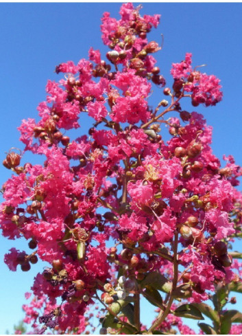 LAGERSTROEMIA YANG TSE