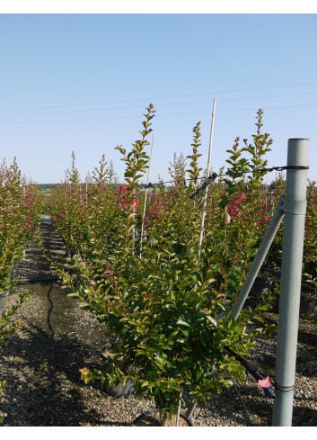 LAGERSTROEMIA En pot de 15-20 litres