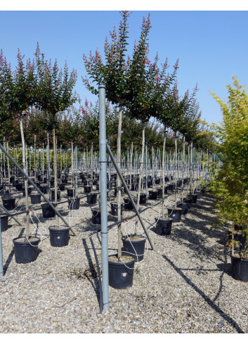 LAGERSTROEMIA En pot de 35-50 litres forme tige hauteur du tronc 180-200 cm