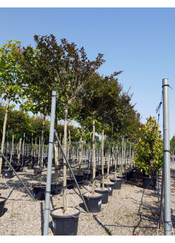 LAGERSTROEMIA En pot de 50-70 litres forme tige hauteur du tronc 180-200 cm