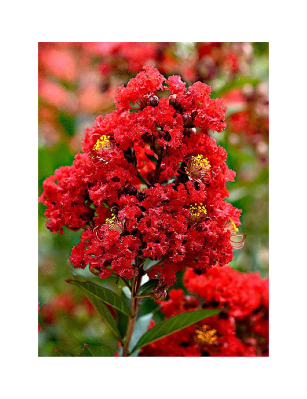 LAGERSTROEMIA ROUGE