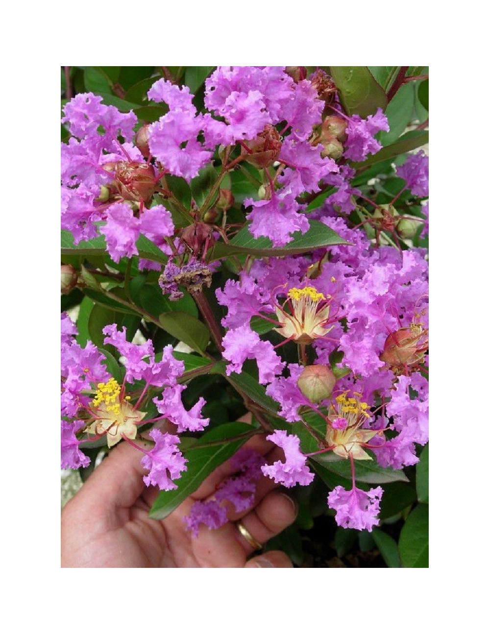 LAGERSTROEMIA VIOLET