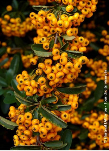 PYRACANTHA SAPHYR JAUNE