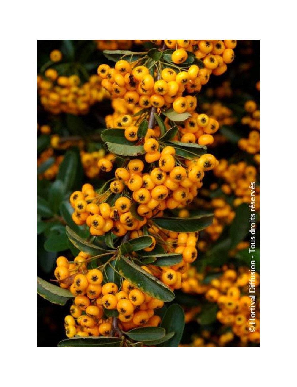 PYRACANTHA SAPHYR JAUNE