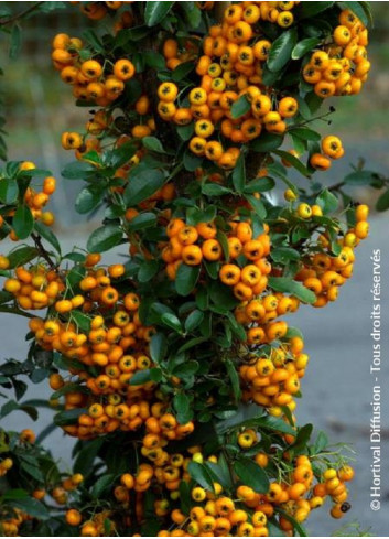 PYRACANTHA SAPHYR JAUNE