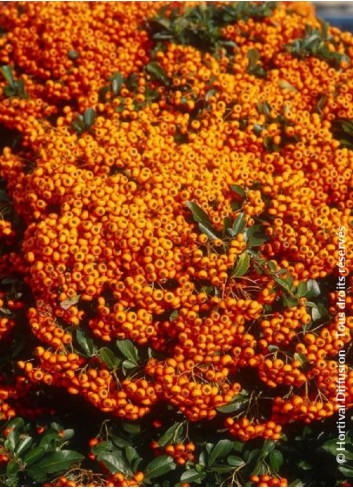 PYRACANTHA SAPHYR ORANGE