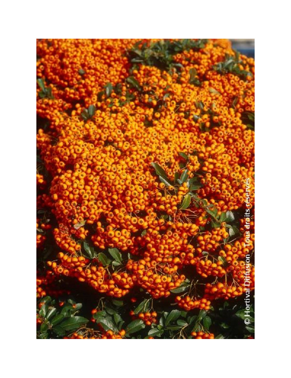 PYRACANTHA SAPHYR ORANGE