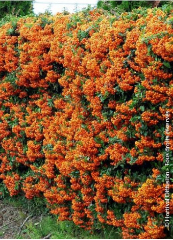 PYRACANTHA SAPHYR ORANGE