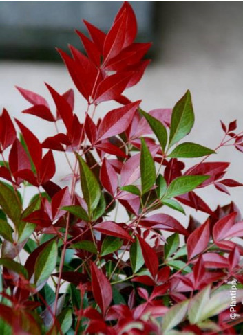 NANDINA domestica OBSESSED