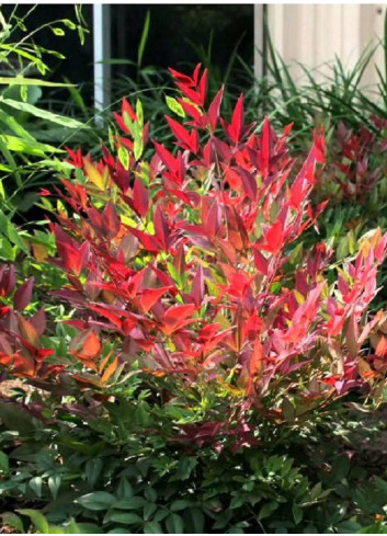 NANDINA domestica OBSESSED