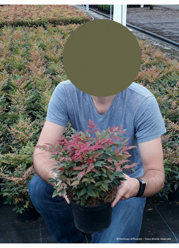 NANDINA domestica OBSESSED En pot de 4-5 litres