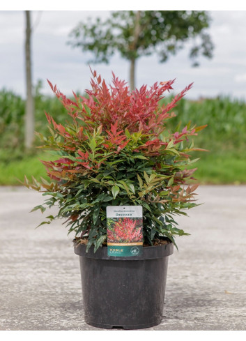 NANDINA domestica OBSESSED En pot de 10-12 litres