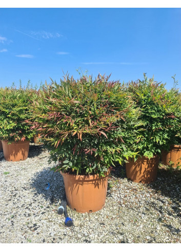 NANDINA domestica OBSESSED En pot de 30-35 litres