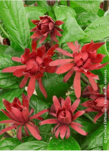 CALYCANTHUS floridus