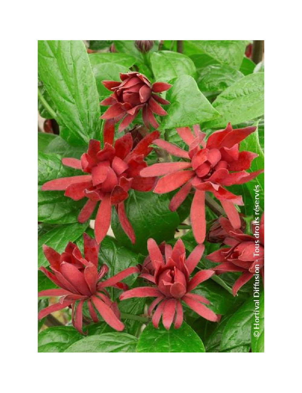 CALYCANTHUS floridus