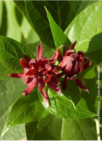 CALYCANTHUS floridus