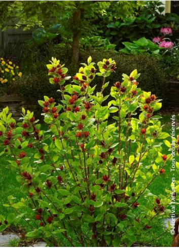 CALYCANTHUS floridus