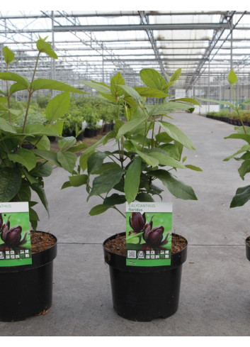 CALYCANTHUS floridus En pot de 4-5 litres