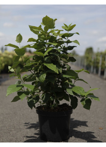 CALYCANTHUS floridus En pot de 10-12 litres