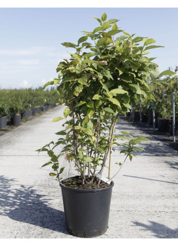 CALYCANTHUS floridus En pot de 15-20 litres