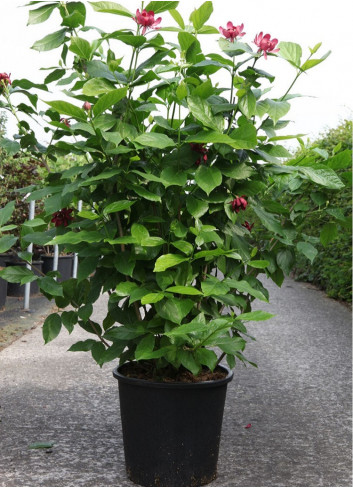 CALYCANTHUS floridus En pot de 25-30 litres