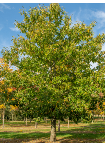 CHÂTAIGNIER MARIGOULE