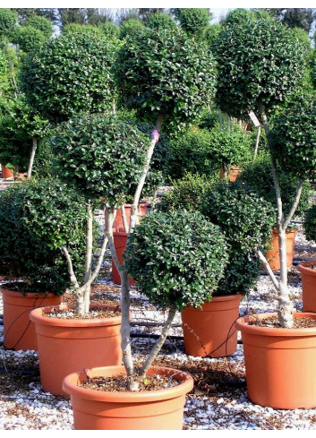 LIGUSTRUM delavayanum