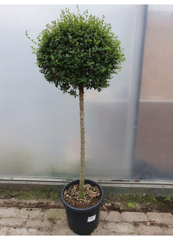 LIGUSTRUM delavayanum