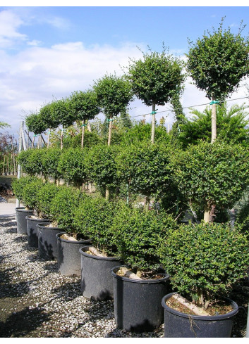 LIGUSTRUM delavayanum