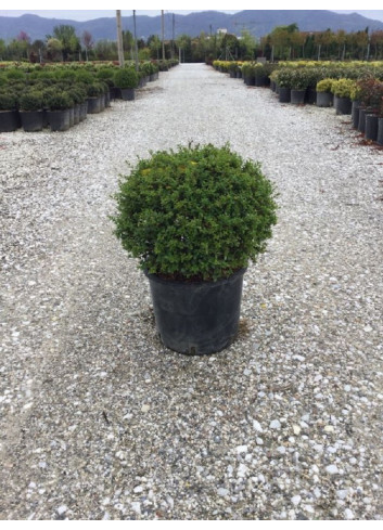 LIGUSTRUM delavayanum