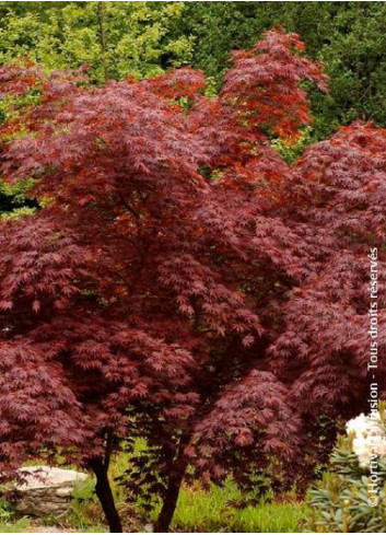 ACER palmatum DISSECTUM TROMPENBURG