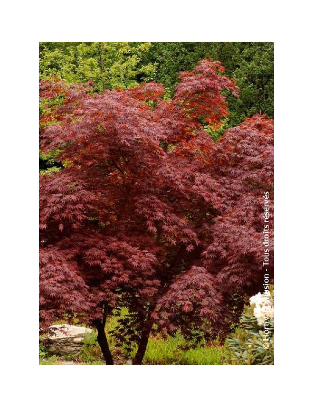 ACER palmatum DISSECTUM TROMPENBURG