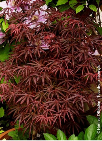 ACER palmatum DISSECTUM TROMPENBURG