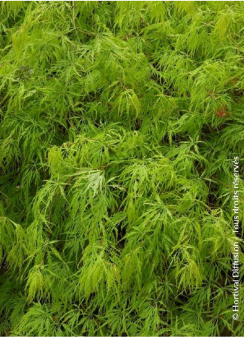 ACER palmatum DISSECTUM