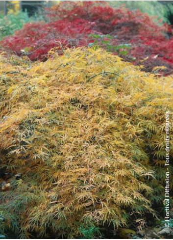 ACER palmatum DISSECTUM