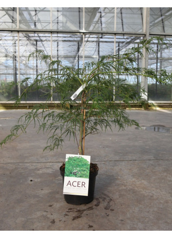 ACER palmatum DISSECTUM En pot de 4-5 litres