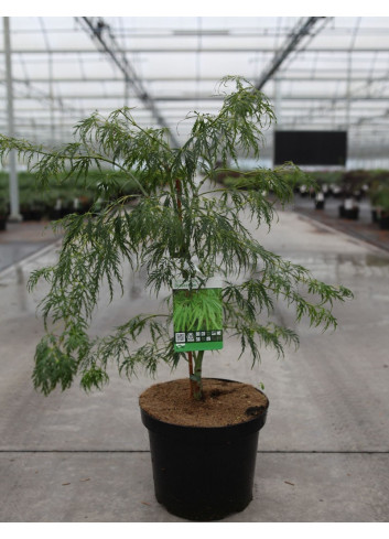 ACER palmatum DISSECTUM En pot de 7-10 litres