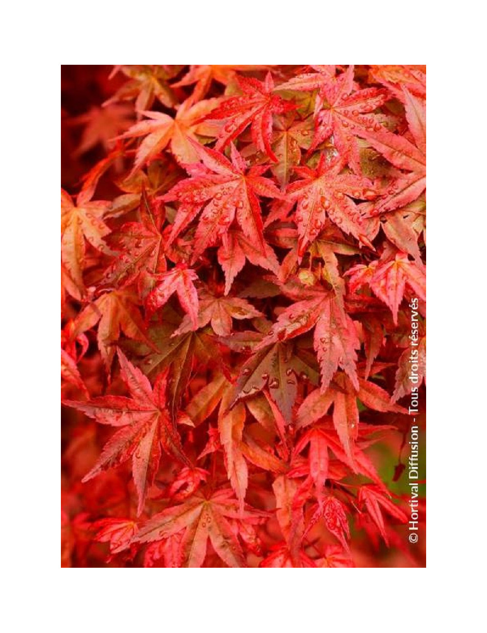 ACER palmatum DESHOJO