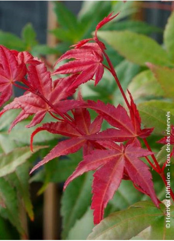 ACER palmatum DESHOJO