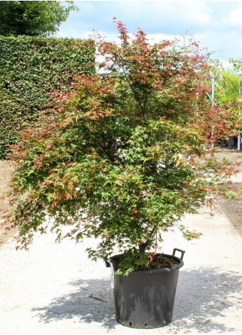 ACER palmatum DESHOJO En pot de 50-70 litres