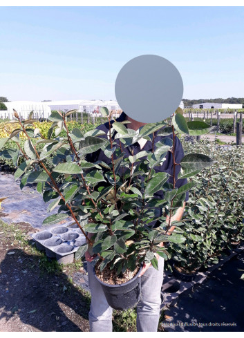 ELAEAGNUS ebbingei En pot de 4-5 litres