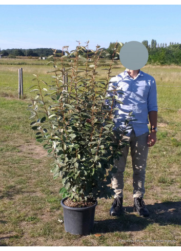 ELAEAGNUS ebbingei En pot de 15-20 litres