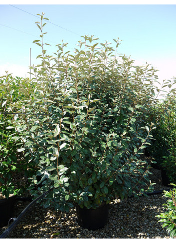 ELAEAGNUS ebbingei En pot de 35-50 litres