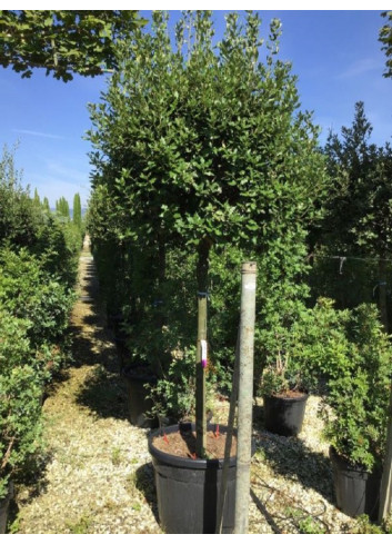 QUERCUS ilex