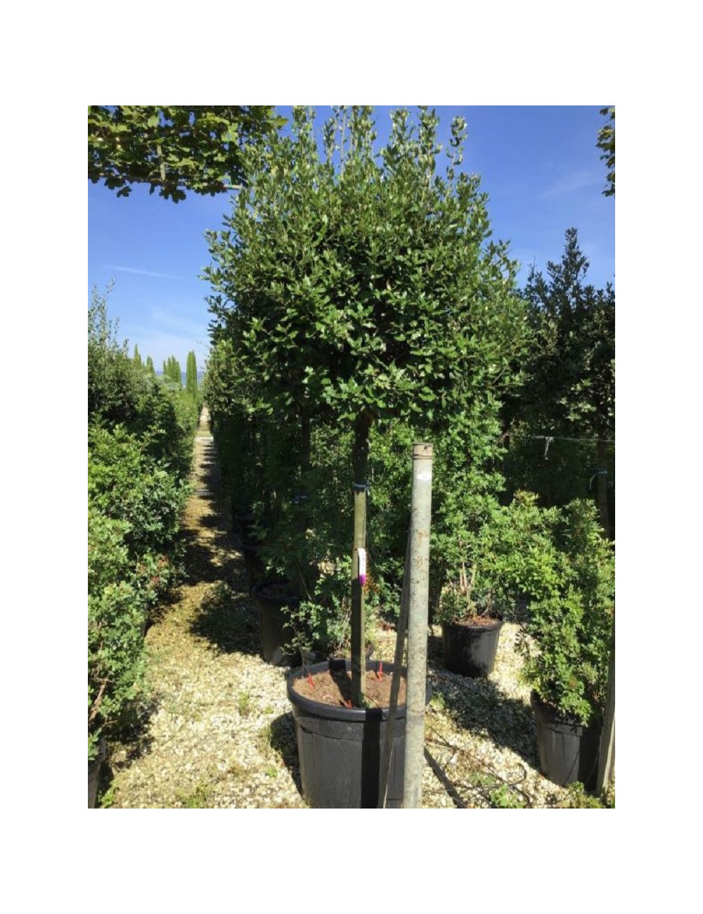 QUERCUS ilex