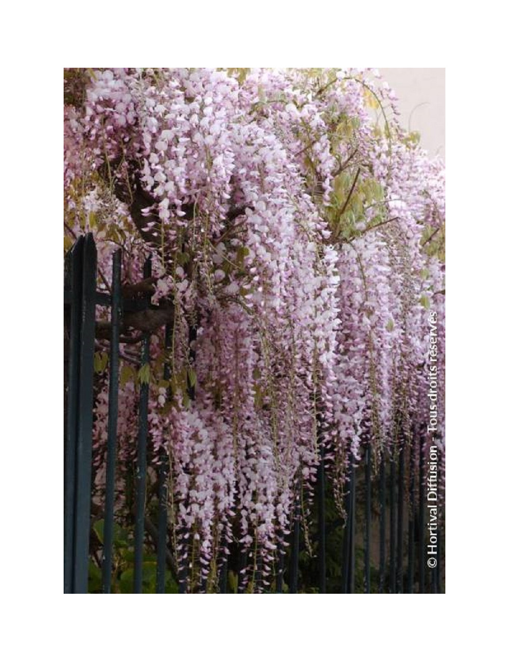 WISTERIA floribunda ROSEA