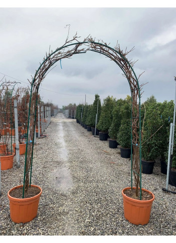 WISTERIA En pot de 35-50 litres forme arche