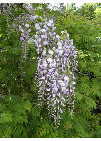 WISTERIA floribunda